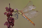 Sympetrum depressiusculum